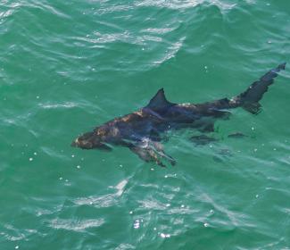 Shark off of Gulf State Park Pier