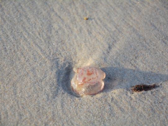 Common Jellyfish in Gulf Shores 
