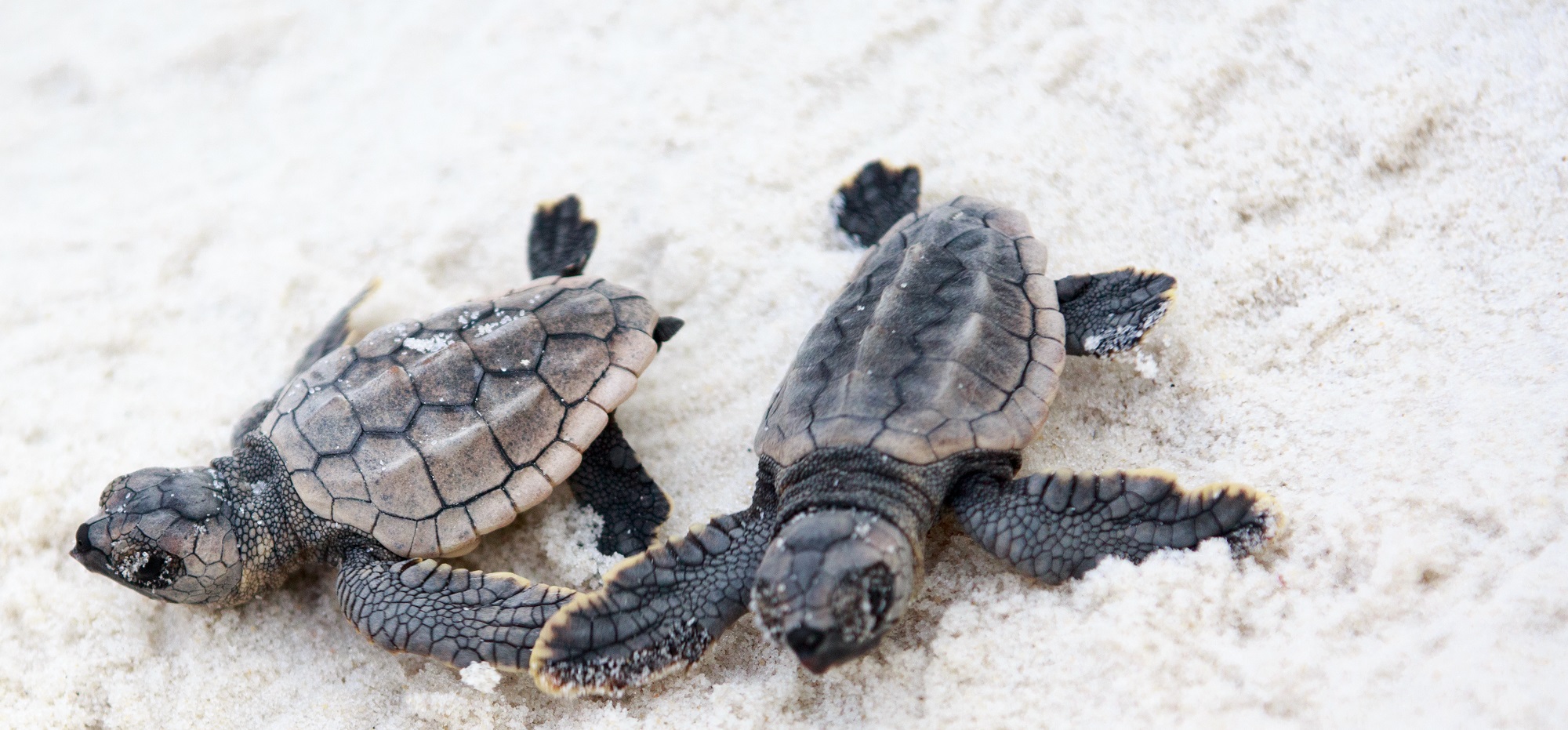 Protect the Beaches We Love | Gulf Shores & Orange Beach