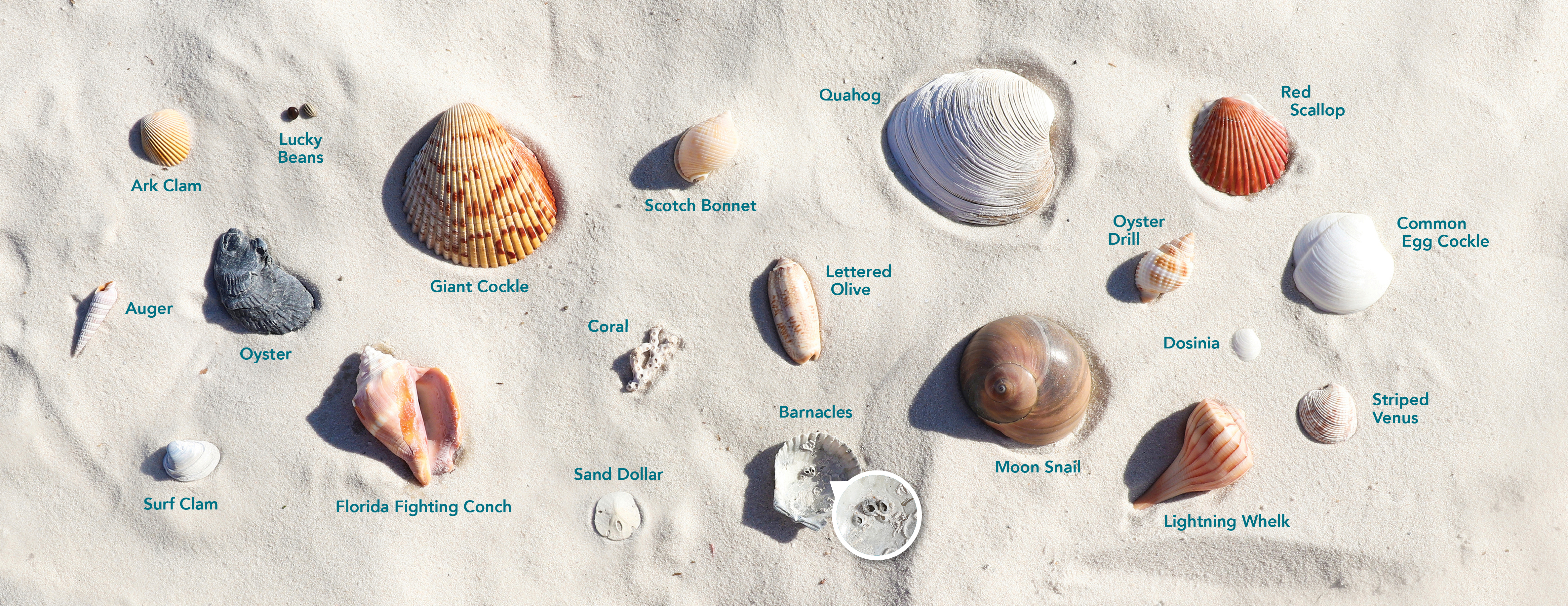 Common shells found in Gulf Shores & Orange Beach