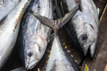 Yellowfin Tuna caught on boat