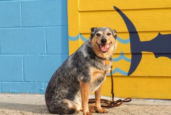 Dog posing in front of the mural at The Wharf, dog-friendly attraction in Orange Beach