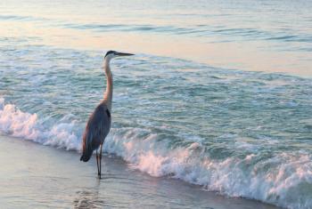 Blue heron standing on the shore at sunrise, birding in Gulf Shores