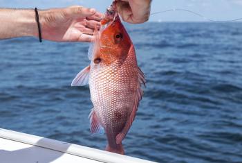 Angler brining in a red snapper onto a charter boat in Orange Beach