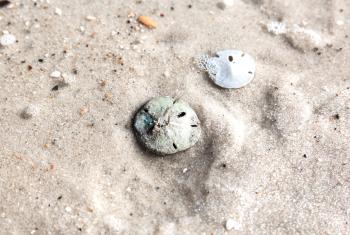 Sand Dollars on the beach in Gulf Shores, shelling on Alabama's Beaches