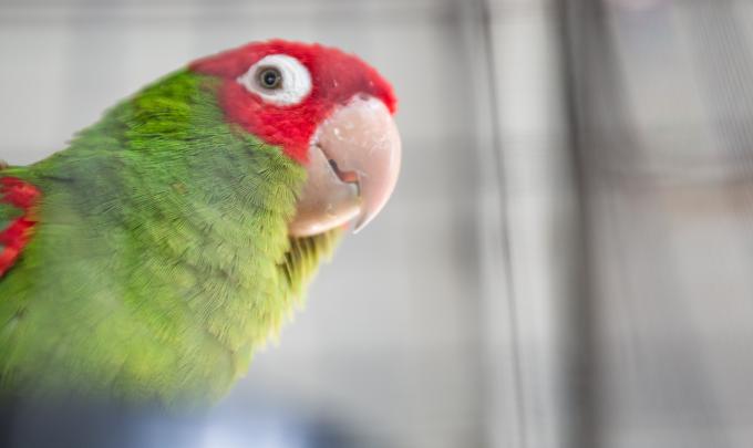 colorful parrot at the Zoo in Gulf Shores AL