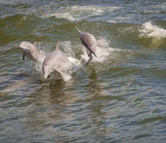 dolphin swimming in Orange Beach Al