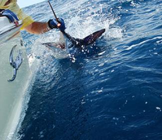 Swordfish in Orange Beach AL