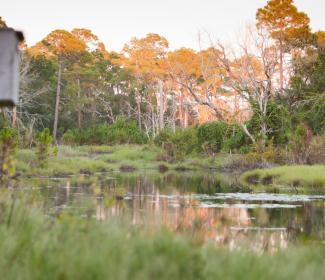 Freshwater swamps at Bon Secour National Wildlife Refuge