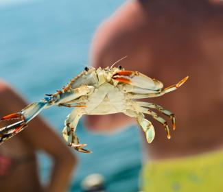 Crabbing in Gulf Shores & Orange Beach