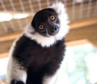 Alabama Gulf Coast Zoo Lemur Encounter