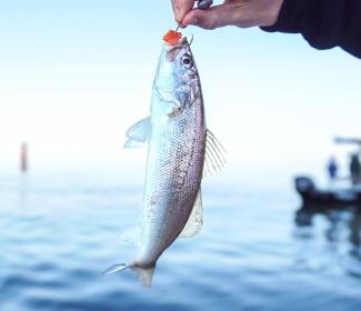 White Trout Caught in the Gulf of Mexico