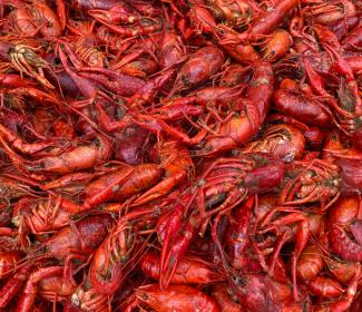 Fresh crawfish in Gulf Shores and Orange Beach, Alabama