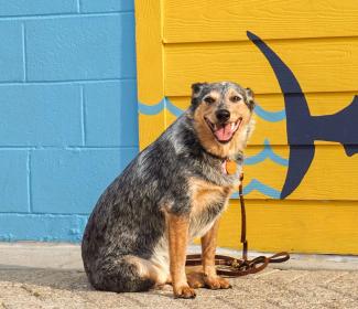 Dog posing in front of the mural at The Wharf, dog-friendly attraction in Orange Beach