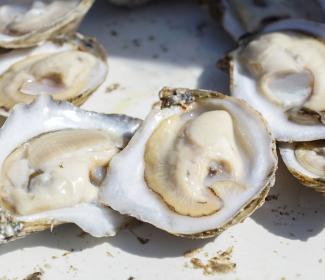 Fresh Gulf oysters at Fort Morgan Oyster Fest 