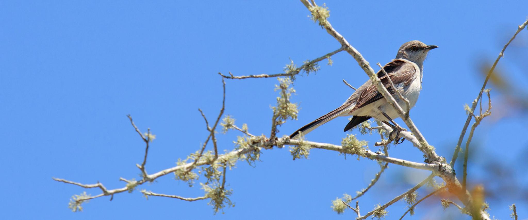 Coastal Birding Trails in Alabama | Gulf Shores & Orange Beach