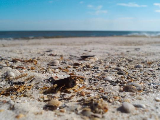 Shelling on Alabama's beaches in Gulf Shores & Orange Beach
