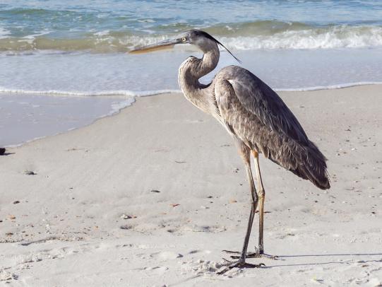 Blue Heron on the shores of Gulf Shores beach