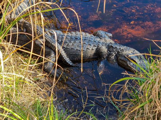 Mama and baby alligator resting in the water in Gulf State Park, best nature trails in Gulf Shores