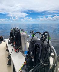 Diving in Gulf Shores