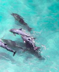 Dolphins in the Gulf of Mexico