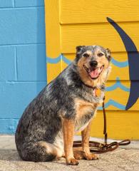 Dog posing in front of the mural at The Wharf, dog-friendly attraction in Orange Beach