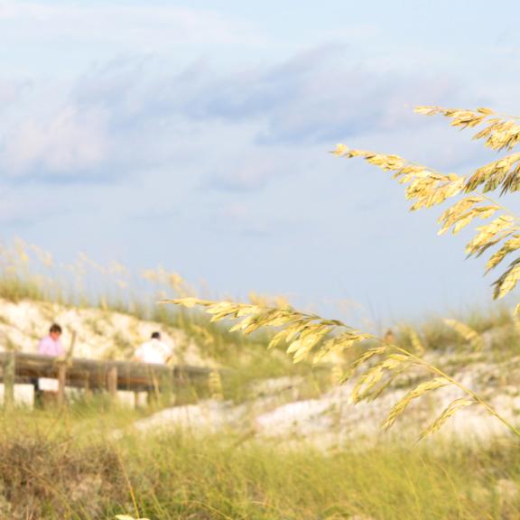 Sea Oats along Alabama Gulf Coast