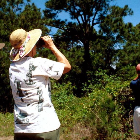 Bird Watching Gulf Shores