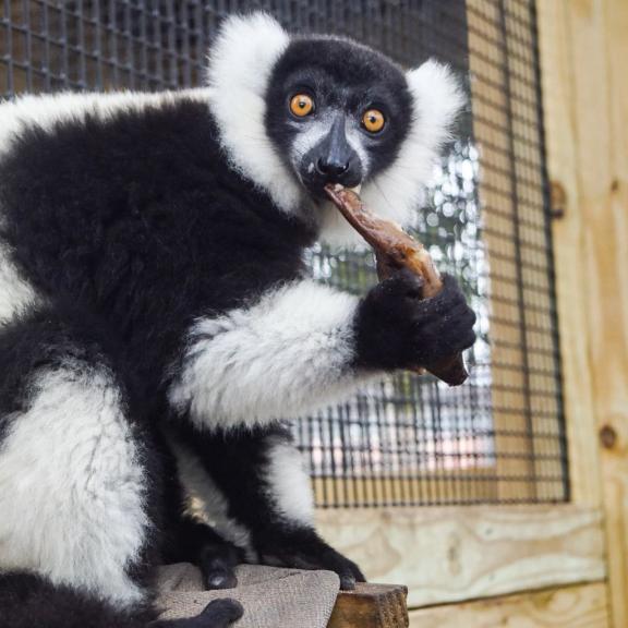 Alabama Gulf Coast Zoo Lemur