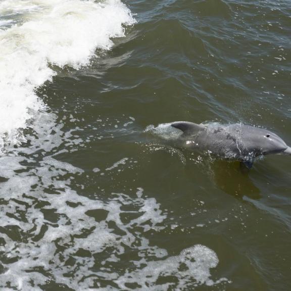 Dolphin Cruise Orange Beach