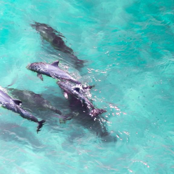 Dolphins Gulf Shores Orange Beach