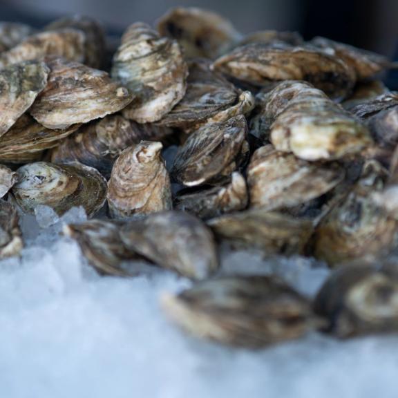 Raw oysters on a bed of ice