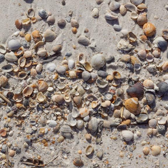 Shells scattered across the beach in Gulf Shores & Orange Beach, best beaches for shelling