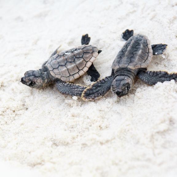 Sea turtles making their way to the sea after hatching