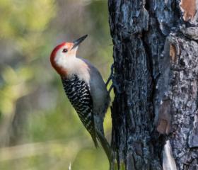 Birding in Gulf State Park