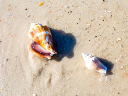 Top spots for a seashell treasure hunt on the Gulf Coast