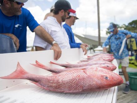 Recreational anglers have only 4 days to catch red snapper this
