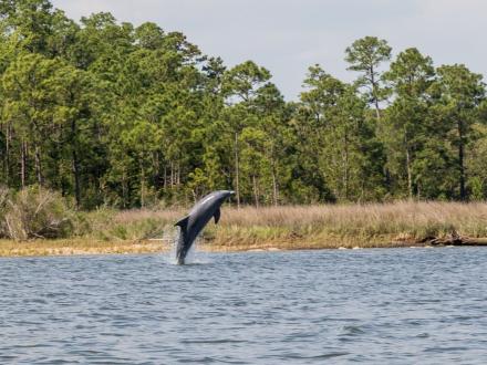 Wild Native Dolphin Guided Tour