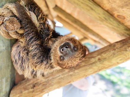 sloth encounter at Gulf Coast Zoo 