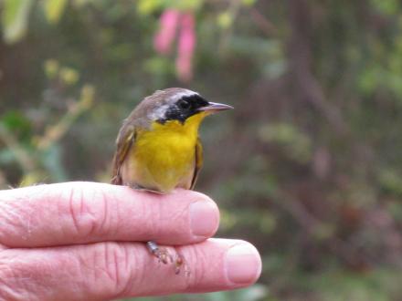 Bird Watching in Gulf Shores & Orange Beach