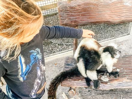 Alabama Gulf Coast Zoo Lemur Encounter Family Attraction in Gulf Shores