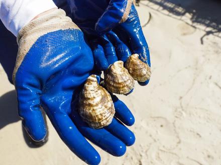 The Importance of Oysters in Gulf Shores & Orange Beach